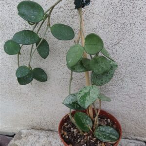 Hoya mathilde splash