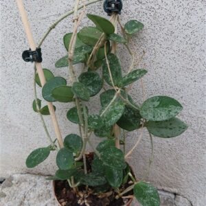 Hoya mathilde splash