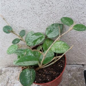Hoya mathilde splash
