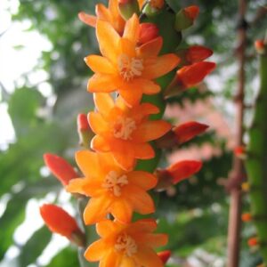 Lepismium monacanthum