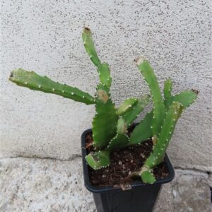 Lepismium monacanthum