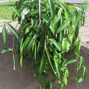 Hoya wayetii