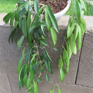 Hoya wayetii