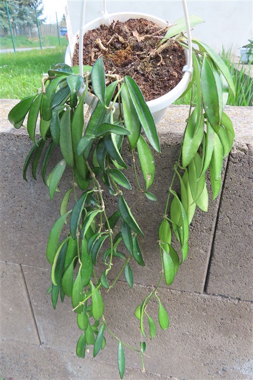 Hoya wayetii