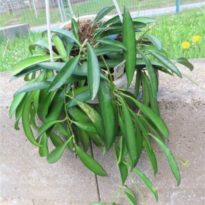 Hoya wayetii
