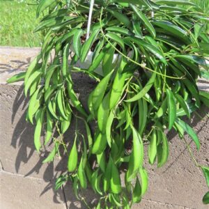 Hoya wayetii