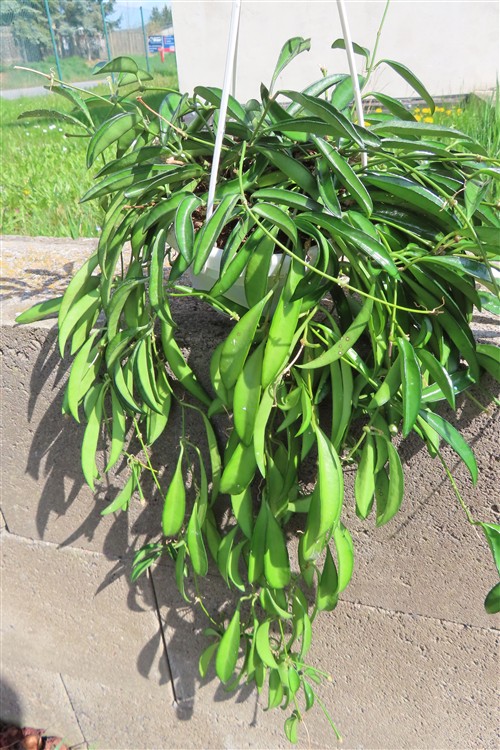 Hoya wayetii
