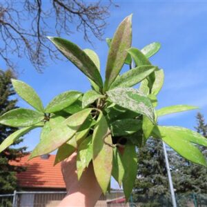 Hoya pubicalix splash Silver Spot