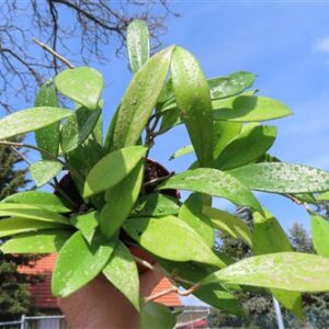 Hoya pubicalix splash Silver Spot