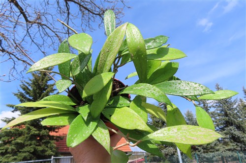 Hoya pubicalix splash Silver Spot