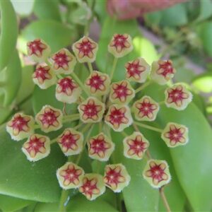 Hoya brevialata