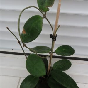 Hoya vangviengiensis