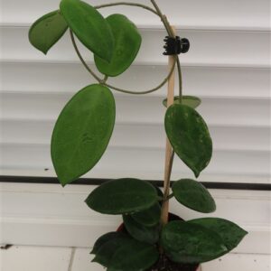 Hoya vangviengiensis