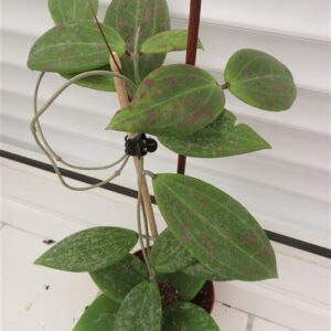 Hoya wibergiae