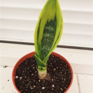 Sansevieria Golden Flame