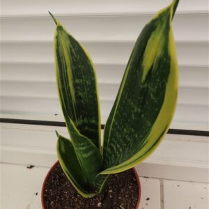 Sansevieria Golden Flame