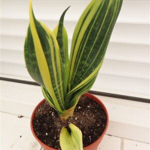 Sansevieria Golden Flame