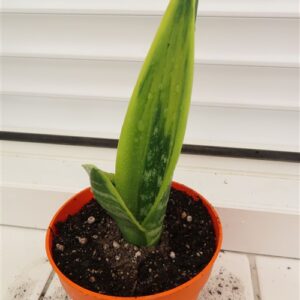 Sansevieria Golden Flame