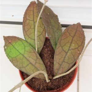 Hoya clemensiorum Dark Leaf