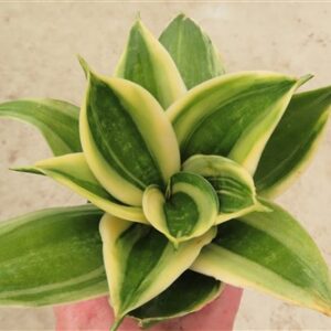 Sansevieria hahnii Stars & Stripes