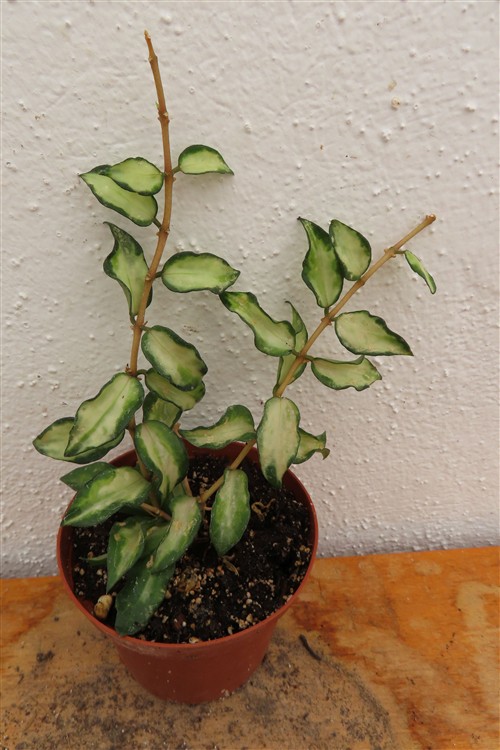 Hoya sp. Bruno