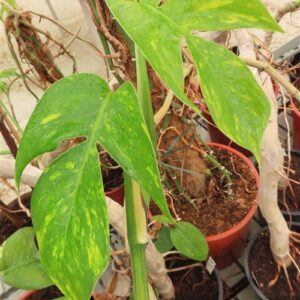 Epipremium Goldfinger