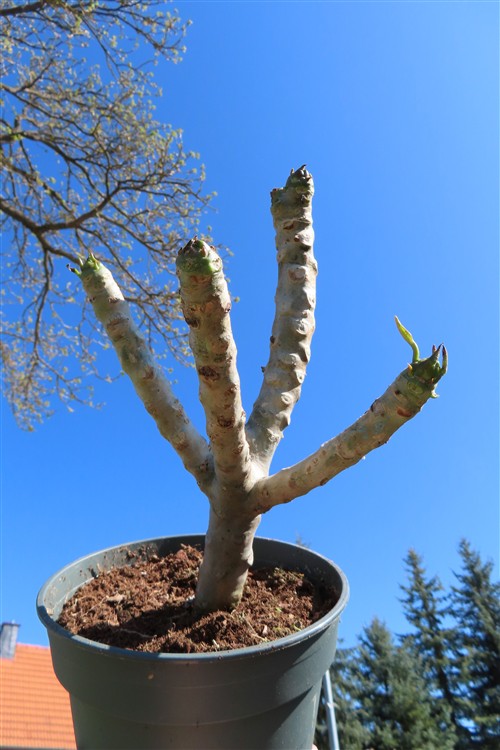 Plumeria Dwarf