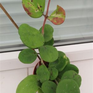 Hoya obovata variegata