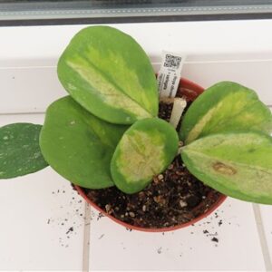 Hoya obovata variegata