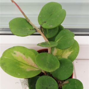 Hoya obovata variegata