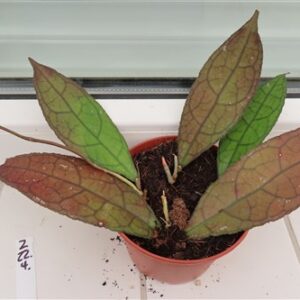 Hoya clemensiorum Dark Leaf