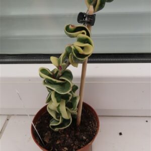 Hoya carnosa compacta regalis