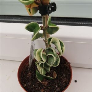 Hoya carnosa compacta regalis