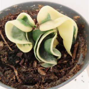 Hoya carnosa compacta regalis