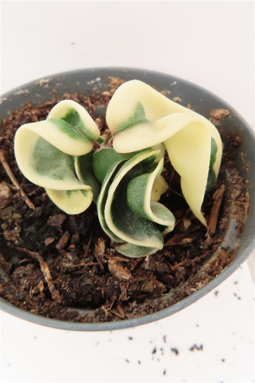 Hoya carnosa compacta regalis