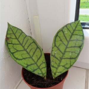 Hoya ranauensis