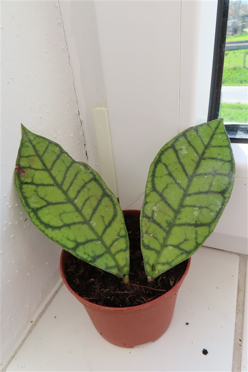 Hoya ranauensis