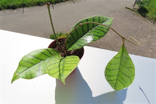 Hoya callistophylla