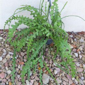 Epiphyllum anguliger