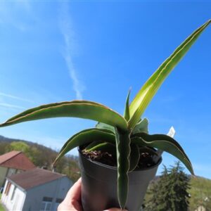 Sansevieria star canary variegata