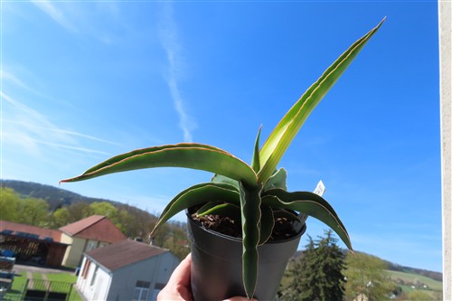 Sansevieria star canary variegata