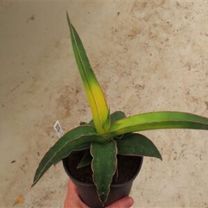 Sansevieria star canary variegata