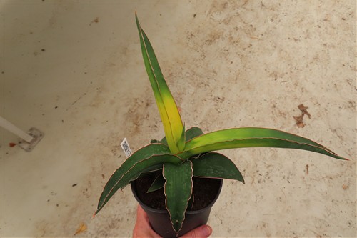 Sansevieria star canary variegata