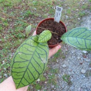 Hoya ranauensis