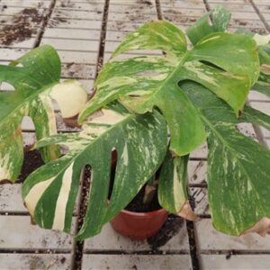 Monstera Delicosa variegata