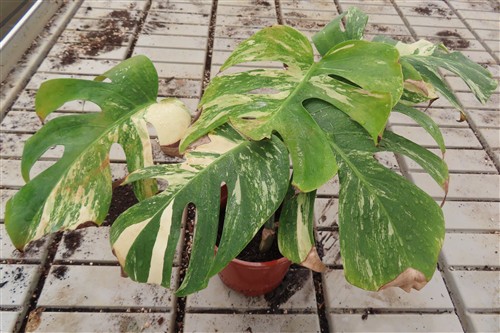 Monstera Delicosa variegata