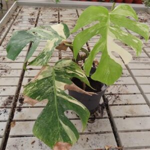Monstera Delicosa variegata