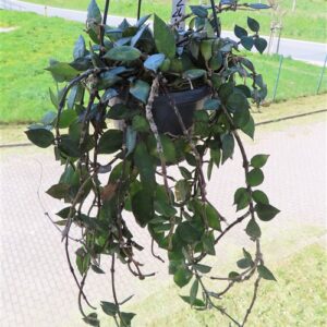 Hoya krohniana Black Leaves
