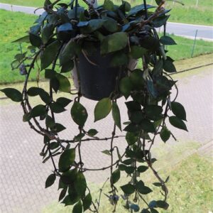Hoya krohniana Black Leaves