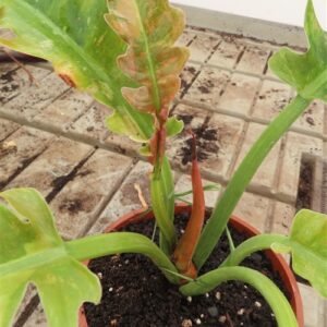 Philodendron Ring of Fire